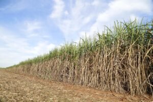 cane field, the sugar cane-of-sugar, crop, agricultural, farm, combine, harvest, brazil, goias, agriculture, ground, harvester, machining