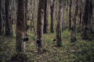 View of rubber tree plantation in a forest, showcasing tapped trunks and lush greenery.